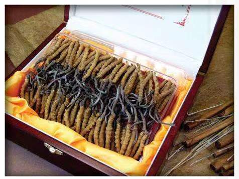 分宜冬虫夏草回收